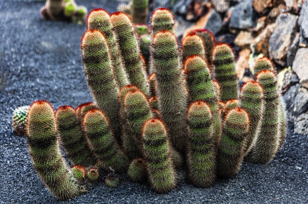 2016, Guatiza, Lanzarote, Jardin de Cactus by Cesar Manrique, ESP, Spain, Canary Islands, Canary