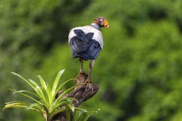 King vulture (Sarcoramphus papa), cock, vulture birds (Aegypiinae), Laguna del Lagarto Lodge,