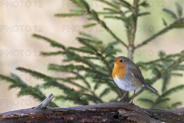 Robin (Erithacus rubecula), sitting on a branch, Terfens, Tyrol, Austria, Europe