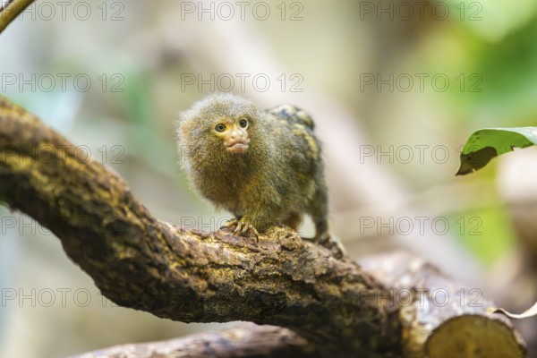 Eastern pygmy marmoset (Cebuella niveiventris) climbing on a tree in a forest, captive, Germany,