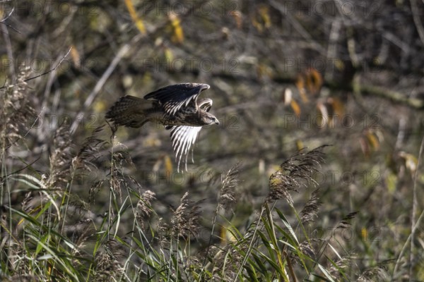 Common buzzard (Buteo buteo), flying, Emsland, Lower Saxony, Germany, Europe