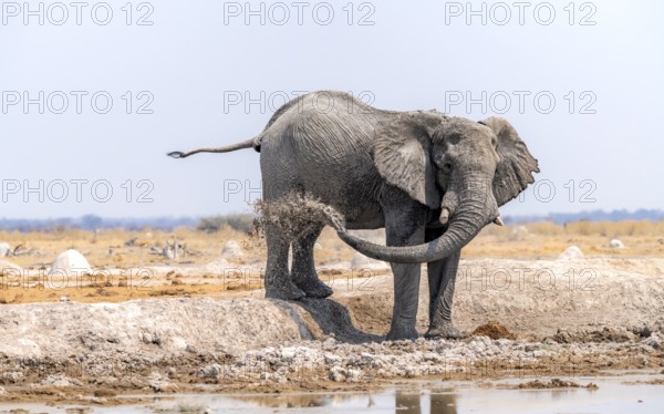 African elephant (Loxodonta africana), bathing at a waterhole, splashing water with its trunk, Nxai