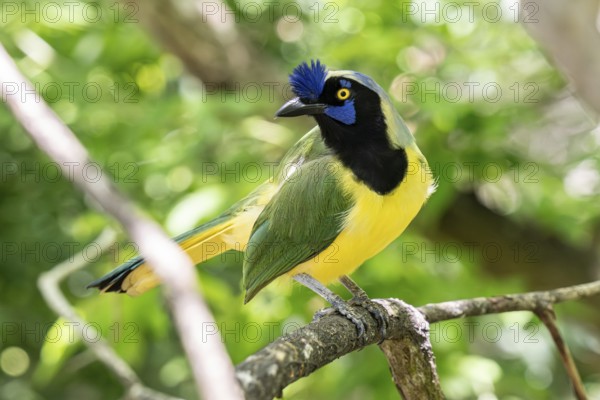 Inca jay (Cyanocorax yncas), Aviario Nacional de Colombia, Via Baru, Province of Cartagena,