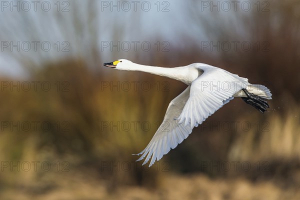 Tundra Swan, Bewick's Swan, Cygnus columbianus in flight at winter in Slimbridge, England, United