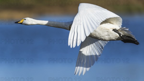 Tundra Swan, Bewick's Swan, Cygnus columbianus in flight at winter in Slimbridge, England, United
