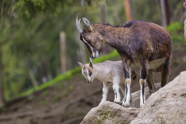 Motherly care. A female bezoar ibex (Capra aegagrus aegagrus) stands together with her goatling on
