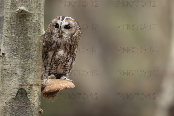 Tawny owl (Strix aluco) adult bird on a Bracket fungi on a Silver birch tree in a woodland in