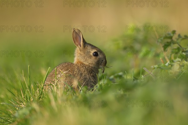 Rabbit (Oryctolagus cuniculus) wild juvenile baby animal feeding in grassland in the spring,