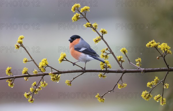Bullfinch, (Pyrrhula pyrrhula) adult male, perched on a flowering cornelian cherry branch, in the