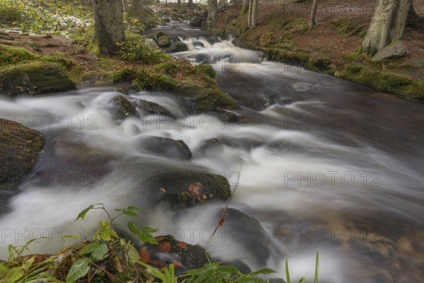 Kleine Ohe creek below Waldhaeuser village in the Bavarian Forest Nationalpark. Flowing water and
