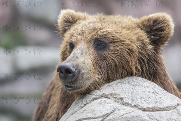 One Kamchatka brown bear (Ursus arctos piscator), portrait
