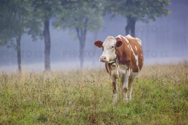 A Holstein Friesian cow stands grazing on a meadow with trees on a foggy day. Eng Valley, Austria,