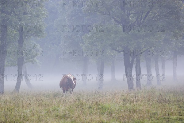 A Holstein Friesian cow stands grazing on a meadow with trees on a foggy day. Eng Valley, Austria,
