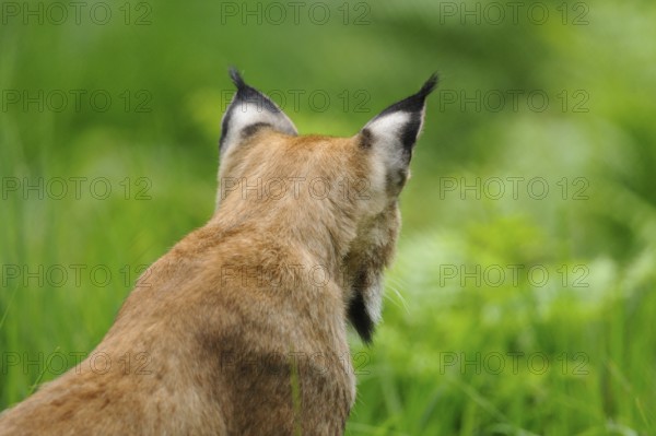 Rear view of a lynx in a natural environment. Focus on the characteristic ears and the furry rump,