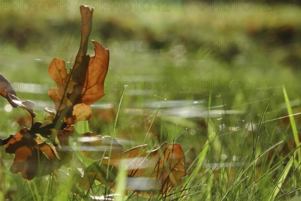 Autumn time, threads of cobwebs in a meadow, Germany, Europe