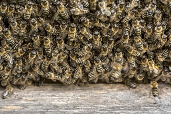Bee colony, many bees, Western or European honey bee (Apis mellifera) on honeycomb outside at the