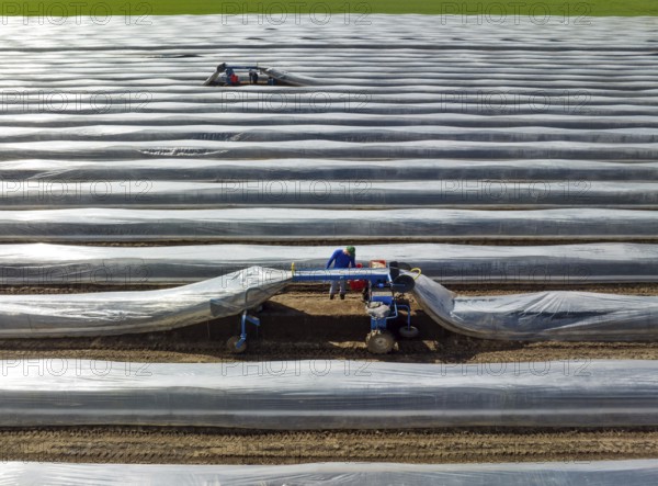Wesel, North Rhine-Westphalia, Germany, Harvest workers from Eastern Europe harvest the first