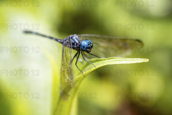 Blue dragonfly on a leaf, Corcovado National Park, Osa Peninsula, Puntarena Province, Costa Rica,