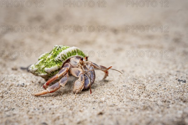Caribbean hermit crab (Coenobita clypeatus), in the sand on the beach, Parque Nacional Cahuita,