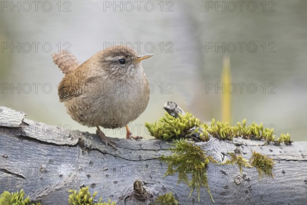 Wren (Troglodytes troglodytes) sitting on a moss-covered branch. Peace and closeness to nature,