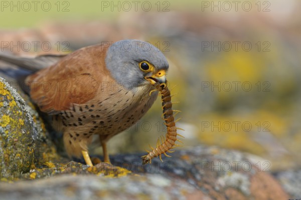 Male lesser kestrel (Falco naumanni) with captured scolopender (giant runner), Extremadura, Spain,