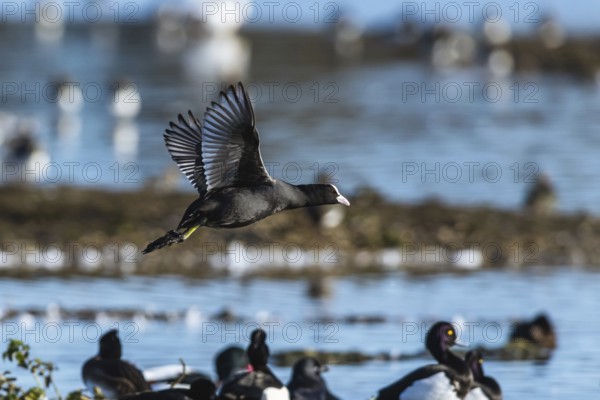 Eurasian Coot, Fulica atra, bird in flight over winter marshes
