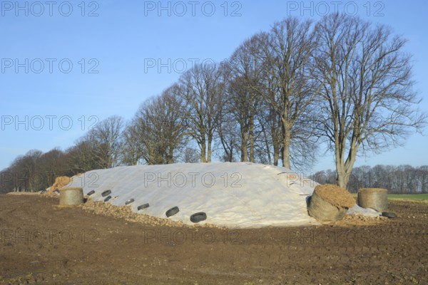 Pile of harvested sugar beets, covered by tarpaulin, waiting to be transported to the sugar factory