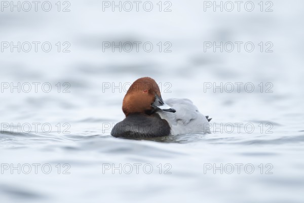 Common pochard duck (Aythya ferina) adult male bird on a lake, England, United Kingdom, Europe