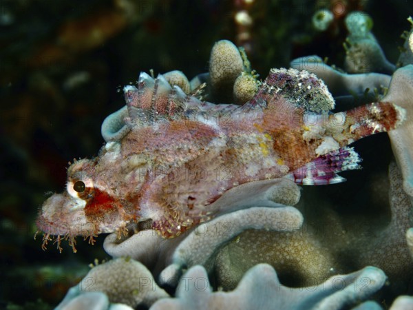 A Papuan scorpionfish (Scorpaenopsis papuensis) with pink-grey colouring rests surrounded by soft