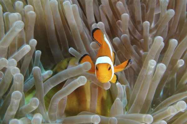 An Ocellaris Clownfish (Amphiprion ocellaris), Nemo, swimming curiously in a sea anemone, near its