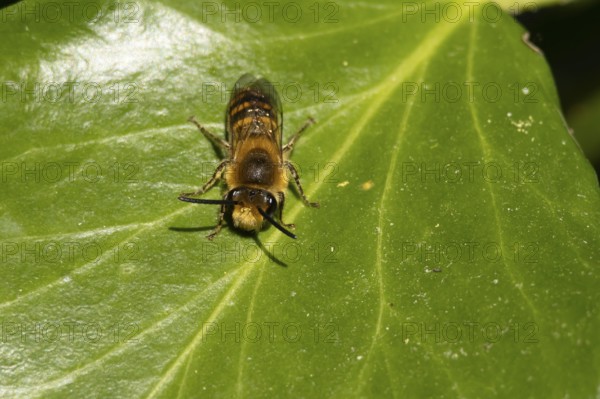 Ivy bee (Colletes hederae) adult insect on an ivy plant leaf in the summer, England, United