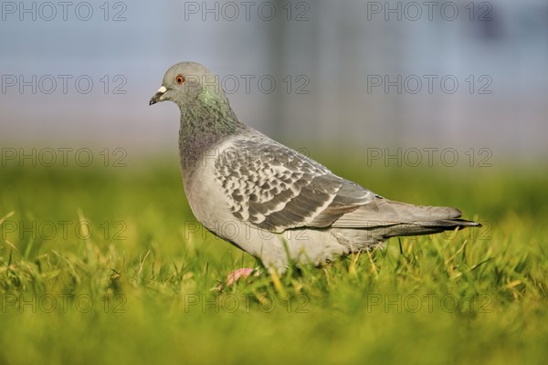 Feral pigeon (Columba livia domestica) on a meadow, Venice, Italy, Europe