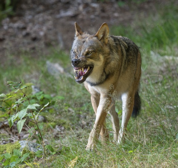 Wolf (Canis lupus) stands in a clearing in the forest and bares its teeth, Germany, Europe