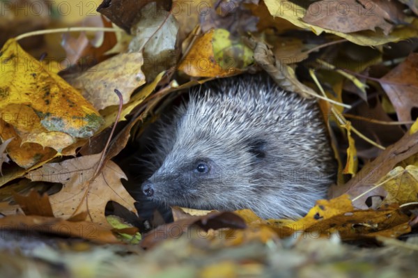 European hedgehog (Erinaceus europaeus) adult animal emerging from a pile of fallen autumn leaves,