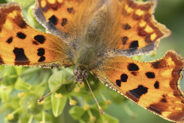 Comma butterfly (Polygonia c-album) adult insect feeding on a garden Ivy flower in summer, England,