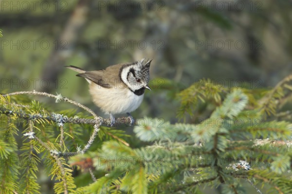 Crested tit Lophophanes cristatus adult bird in a Scots pine tree, Scotland, United Kingdom, Europe