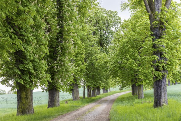 Listed avenue with old trees of white horse chestnut (Aesculus hippocastanum) in Hermsdorf,