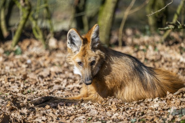 Maned wolf (Chrysocyon brachyurus) in a forest, captive, Germany, Europe