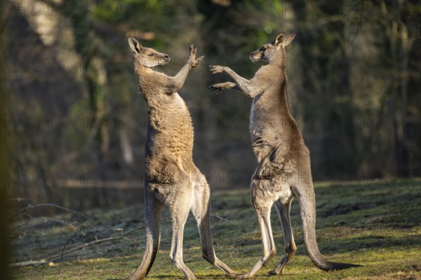 Eastern Gray Kangaroo (Macropus giganteus), two males fighting on a meadow, captive, occurance