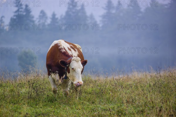 A Holstein Friesian cow stands grazing on a meadow with trees on a foggy day. Eng Valley, Austria,