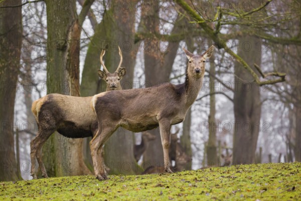 A Red Deer hind (Cervus elaphus) and a young stag stand on a green meadow at a forest edge on a
