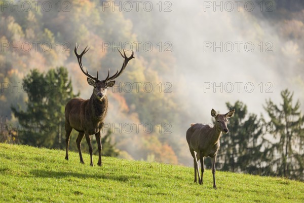 A red deer stag (Cervus elaphus) and a hind run across a meadow. A forest with autumn leaves can be