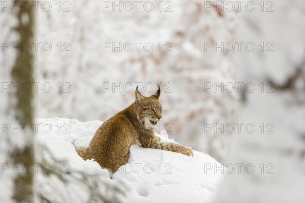 One young male Eurasian lynx, (Lynx lynx), walking through deep snow covered undergrowth in a