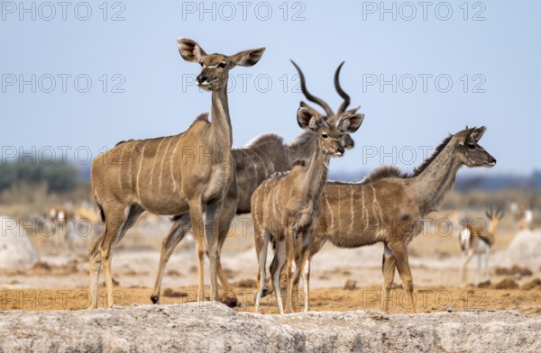 Greater kudu (Tragelaphus strepsiceros), adult female and two juvenile males, Nxai Pan National
