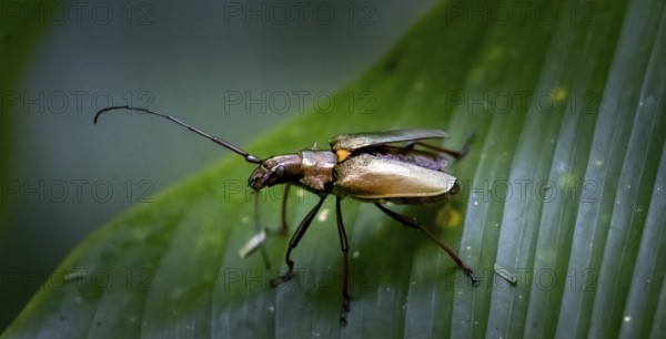 Longhorned beetle (Cerambycidae) sitting on a leaf, Tortuguero National Park, Costa Rica, Central
