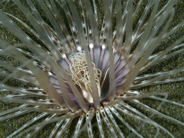 Close-up of a Banded cylinder rose (Pachycerianthus maua) with purple centre on sandy bottom, dive