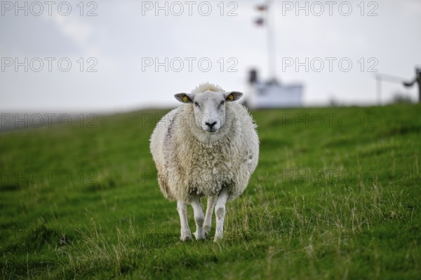 Sheep on a dyke, Pellworm Island, Schleswig-Holstein Wadden Sea National Park, North Frisia,