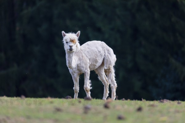 One freshly shorn alpaca (Vicugna pacos) stands on a meadow in front of a dark forest