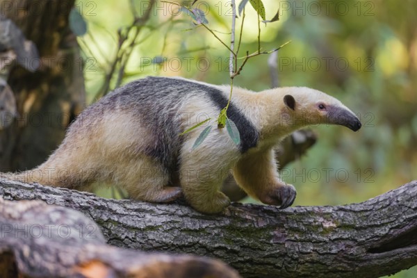 One southern tamandua (Tamandua tetradactyla), climbs up a tree in a forest