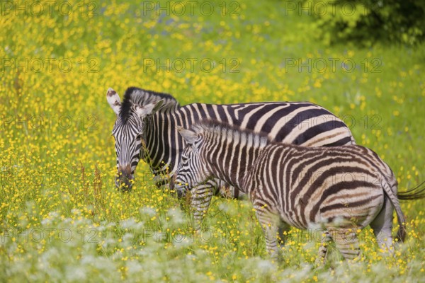 Chapman's zebra (Equus quagga chapmani) grazing on a yellow flowering meadow